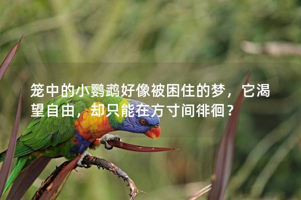 笼中的小鹦鹉好像被困住的梦，它渴望自由，却只能在方寸间徘徊？