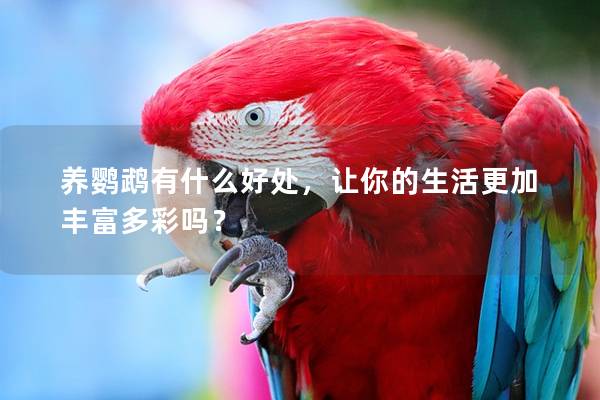 养鹦鹉有什么好处，让你的生活更加丰富多彩吗？