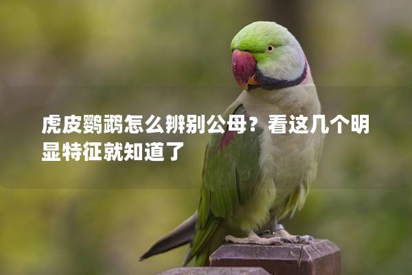 虎皮鹦鹉怎么辨别公母？看这几个明显特征就知道了