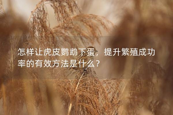 怎样让虎皮鹦鹉下蛋，提升繁殖成功率的有效方法是什么？