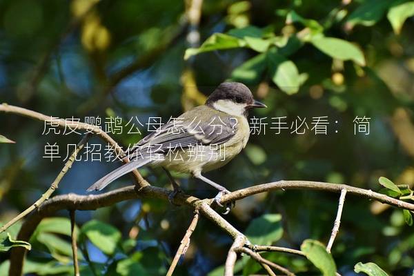 虎皮鹦鹉公母怎么分？新手必看：简单几招教你轻松辨别