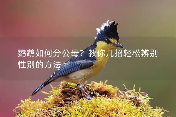 鹦鹉如何分公母？教你几招轻松辨别性别的方法