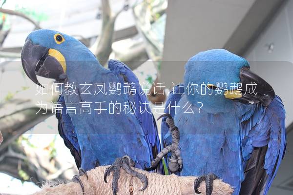 如何教玄凤鹦鹉说话,让你的鹦鹉成为语言高手的秘诀是什么？