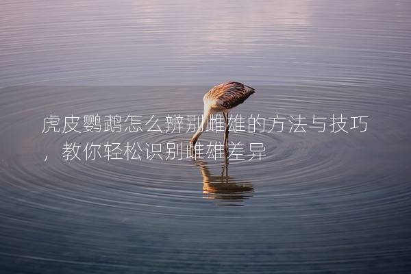 虎皮鹦鹉怎么辨别雌雄的方法与技巧，教你轻松识别雌雄差异