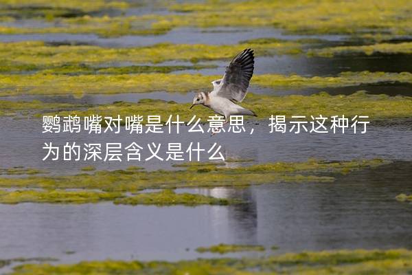鹦鹉嘴对嘴是什么意思，揭示这种行为的深层含义是什么