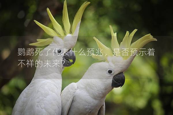 鹦鹉死了代表什么预兆，是否预示着不祥的未来？