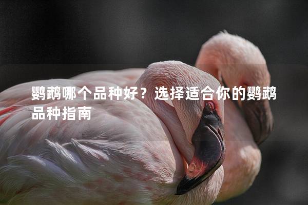 鹦鹉哪个品种好？选择适合你的鹦鹉品种指南