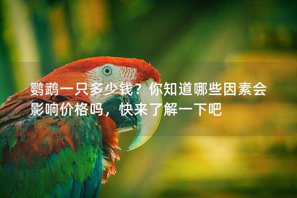 鹦鹉一只多少钱？你知道哪些因素会影响价格吗，快来了解一下吧