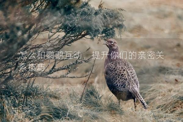 怎么和鹦鹉互动，提升你们的亲密关系技巧