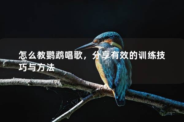 怎么教鹦鹉唱歌，分享有效的训练技巧与方法