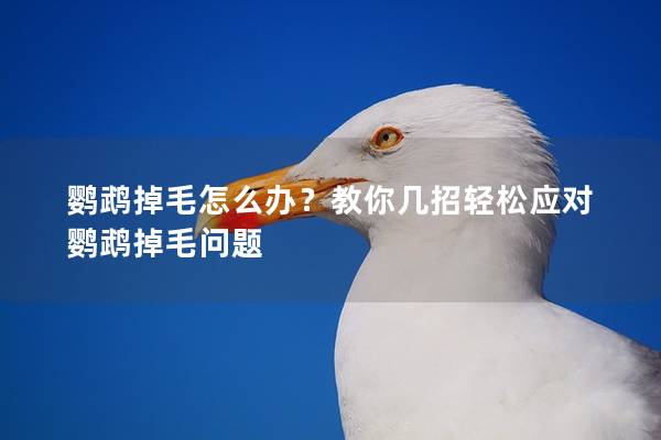 鹦鹉掉毛怎么办？教你几招轻松应对鹦鹉掉毛问题