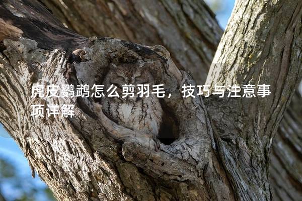 虎皮鹦鹉怎么剪羽毛，技巧与注意事项详解