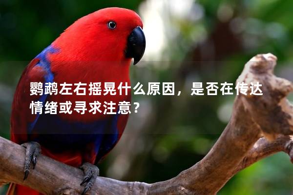 鹦鹉左右摇晃什么原因，是否在传达情绪或寻求注意？