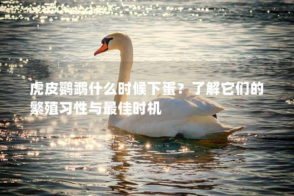 虎皮鹦鹉什么时候下蛋？了解它们的繁殖习性与最佳时机
