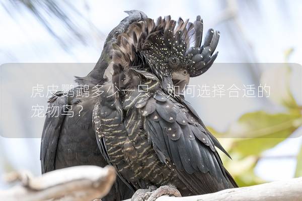 虎皮鹦鹉多少一只，如何选择合适的宠物鸟？