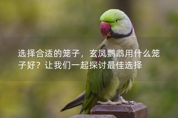 选择合适的笼子，玄凤鹦鹉用什么笼子好？让我们一起探讨最佳选择