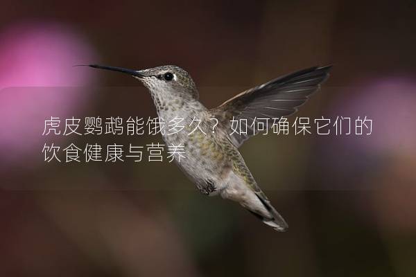 虎皮鹦鹉能饿多久？如何确保它们的饮食健康与营养