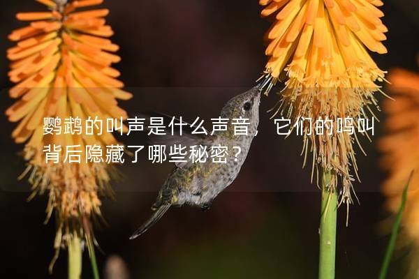 鹦鹉的叫声是什么声音，它们的鸣叫背后隐藏了哪些秘密？