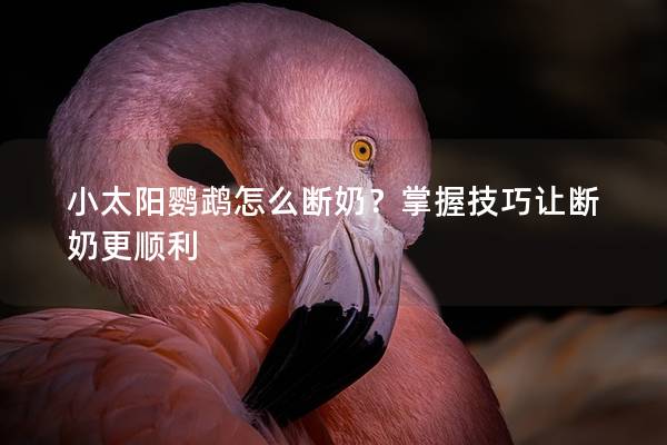 小太阳鹦鹉怎么断奶？掌握技巧让断奶更顺利