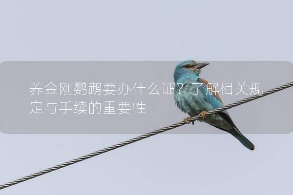 养金刚鹦鹉要办什么证？了解相关规定与手续的重要性