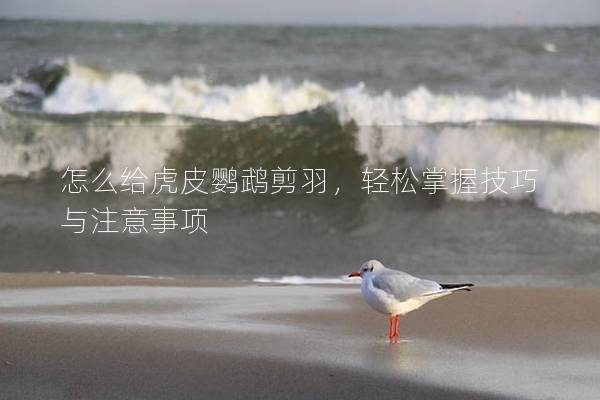 怎么给虎皮鹦鹉剪羽，轻松掌握技巧与注意事项