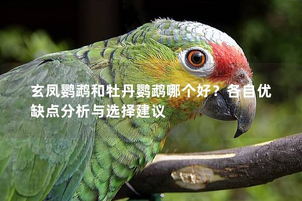 玄凤鹦鹉和牡丹鹦鹉哪个好？各自优缺点分析与选择建议
