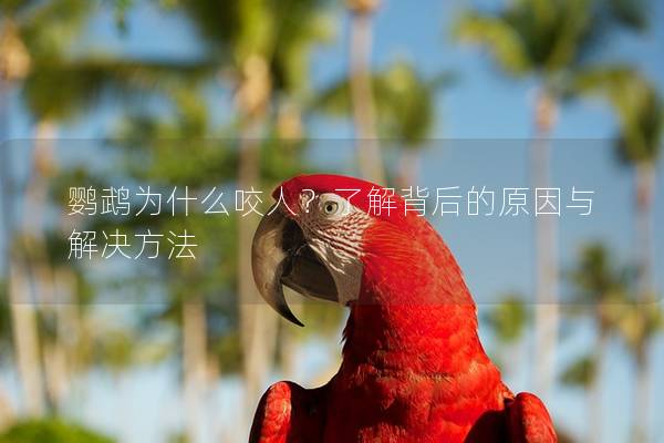 鹦鹉为什么咬人？了解背后的原因与解决方法
