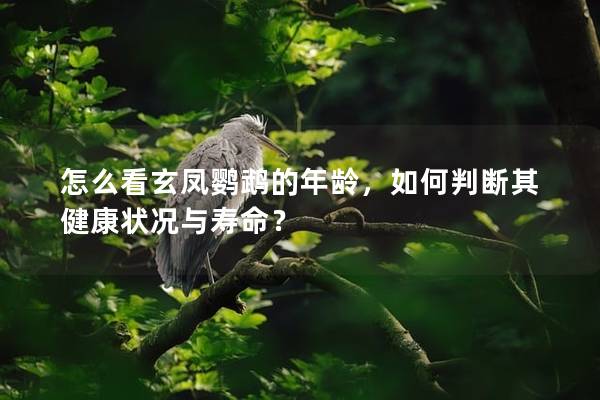 怎么看玄凤鹦鹉的年龄，如何判断其健康状况与寿命？