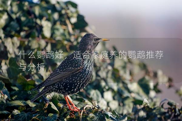什么鹦鹉好，适合家庭养的鹦鹉推荐与分析