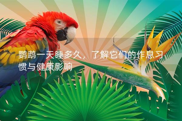 鹦鹉一天睡多久，了解它们的作息习惯与健康影响