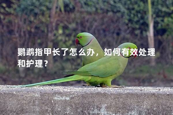 鹦鹉指甲长了怎么办，如何有效处理和护理？
