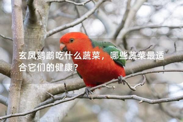 玄凤鹦鹉吃什么蔬菜，哪些蔬菜最适合它们的健康？