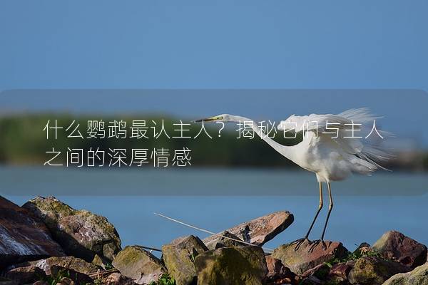 什么鹦鹉最认主人？揭秘它们与主人之间的深厚情感