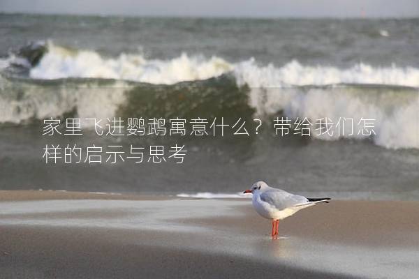 家里飞进鹦鹉寓意什么？带给我们怎样的启示与思考