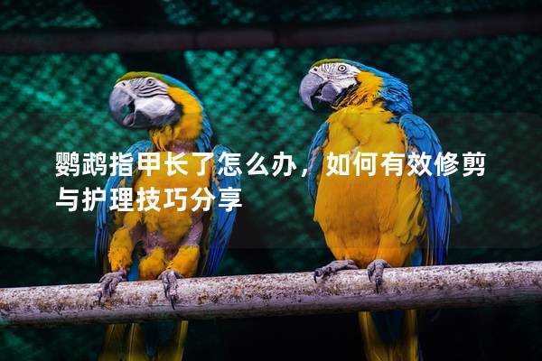 鹦鹉指甲长了怎么办，如何有效修剪与护理技巧分享