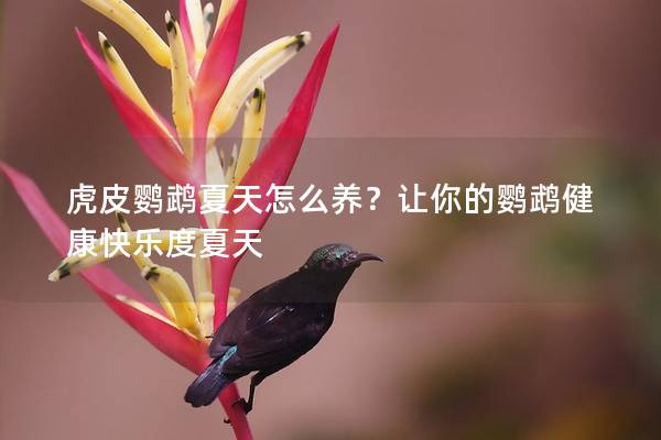 虎皮鹦鹉夏天怎么养？让你的鹦鹉健康快乐度夏天