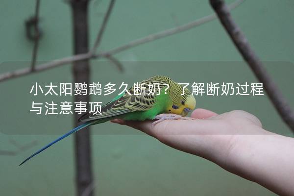 小太阳鹦鹉多久断奶？了解断奶过程与注意事项