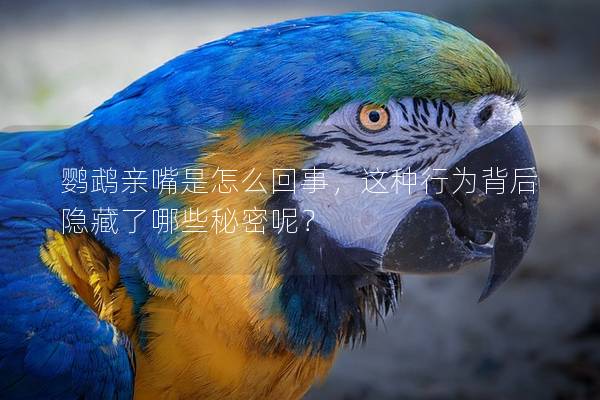 鹦鹉亲嘴是怎么回事，这种行为背后隐藏了哪些秘密呢？