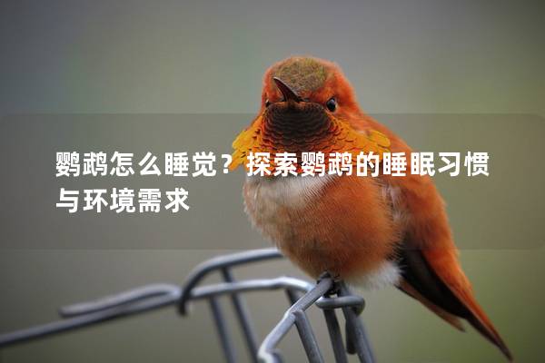 鹦鹉怎么睡觉？探索鹦鹉的睡眠习惯与环境需求
