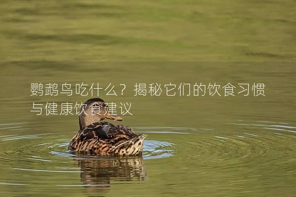 鹦鹉鸟吃什么？揭秘它们的饮食习惯与健康饮食建议