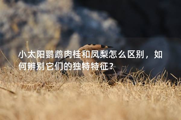 小太阳鹦鹉肉桂和凤梨怎么区别，如何辨别它们的独特特征？