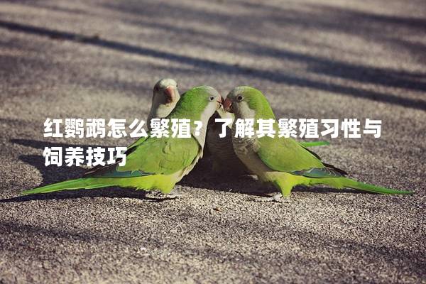 红鹦鹉怎么繁殖？了解其繁殖习性与饲养技巧