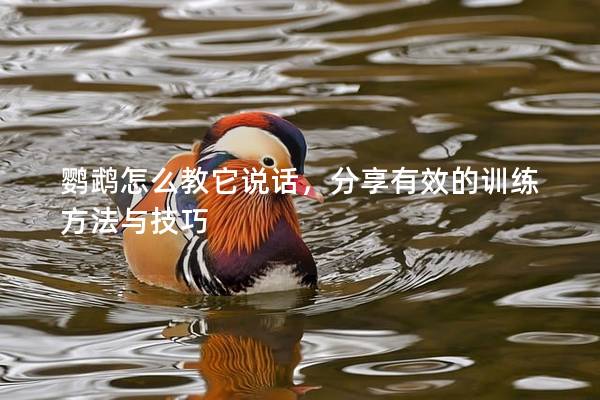鹦鹉怎么教它说话，分享有效的训练方法与技巧