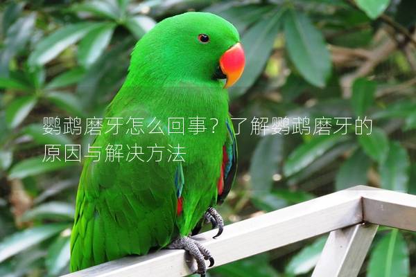 鹦鹉磨牙怎么回事？了解鹦鹉磨牙的原因与解决方法