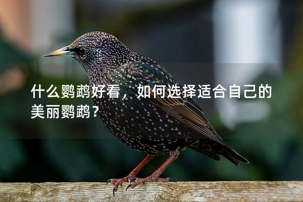 什么鹦鹉好看，如何选择适合自己的美丽鹦鹉？
