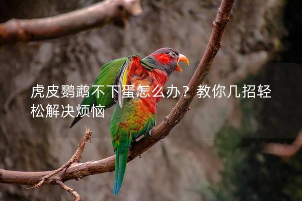 虎皮鹦鹉不下蛋怎么办？教你几招轻松解决烦恼