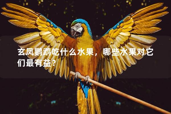 玄凤鹦鹉吃什么水果，哪些水果对它们最有益？