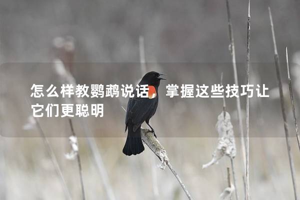 怎么样教鹦鹉说话，掌握这些技巧让它们更聪明