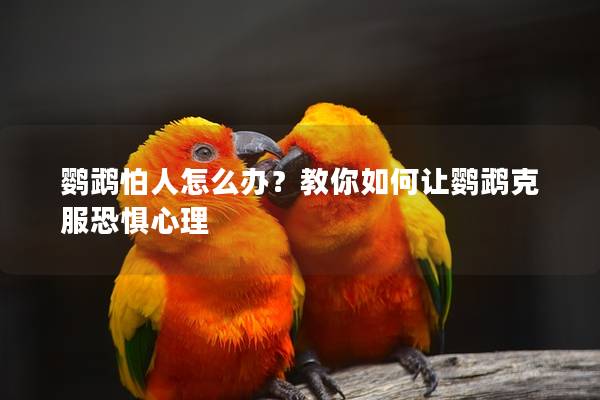 鹦鹉怕人怎么办？教你如何让鹦鹉克服恐惧心理