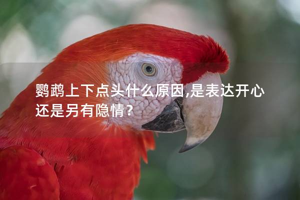 鹦鹉上下点头什么原因,是表达开心还是另有隐情？